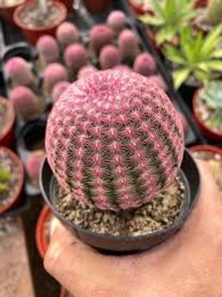 Cactus Rainbow