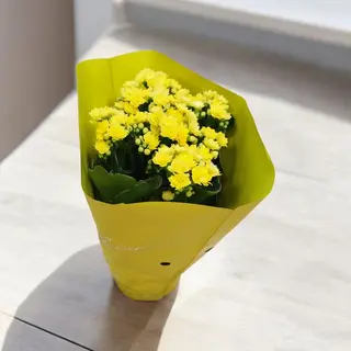 Ghiveci kalanchoe