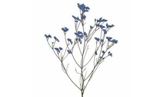 ლიმოიუმი ლურჯი 1 ტოტი დაბალი