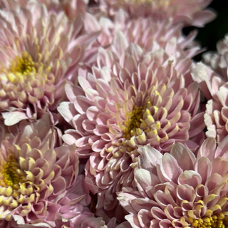 Хризантема темно рожева