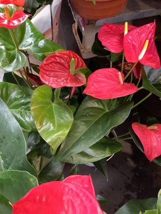Pianta anthurium