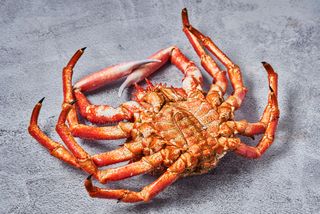 2KG-2.300KG CENTOLLO MACHO DE LA RÍA