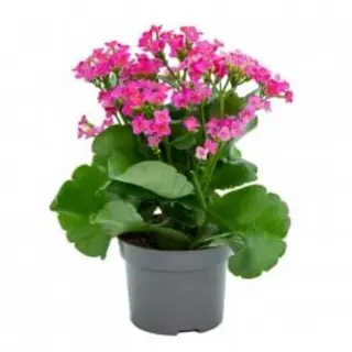 Kalanchoe Rosa