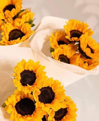 მზესუმზირა