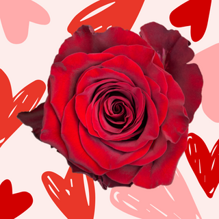 Cutie 5 trandafiri rosii 