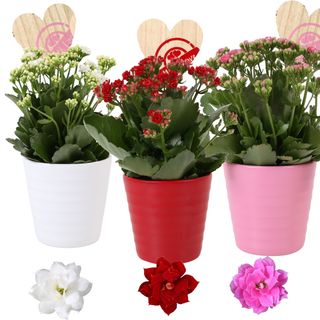 Kalanchoe double Rosalina grande