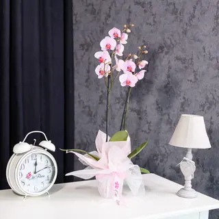 Orhidee Phalaenopsis Roz cu 2 Tije