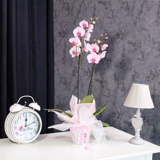 Orhidee Phalaenopsis Roz cu 2 Tije