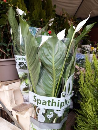 Spatipilium bello grande 