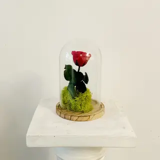 Cúpula de la Bella y la Bestia "Rosa Eterna Roja" 