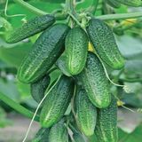 კიტრის სალათა