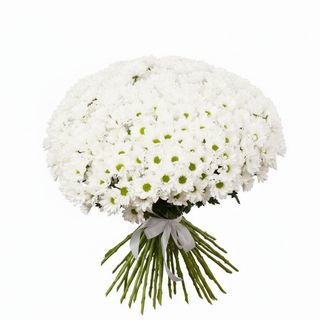 51 біла хризантема