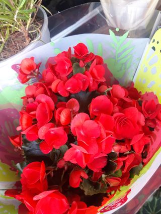 Begunia colorati grande 