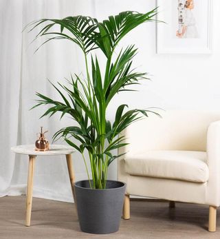 Pianta da appartamento, tipo Kenzia, di grandi dimensioni con vaso di ceramica