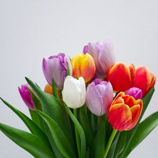 ფერადი ტიტა (15 ცალი)