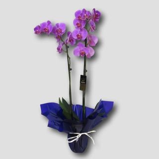 Orquídea Phalaenopsis 2 Varas