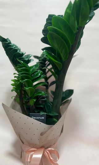 Zamiokulkas Zamia Zenzi