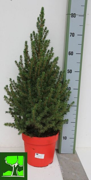 pinus