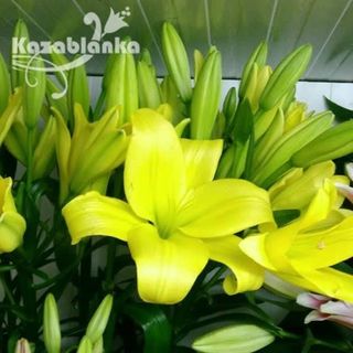 Ljiljan žuti (RCIR 47)