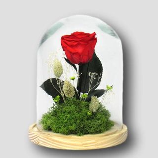 Cúpula Rosa Roja Preservada