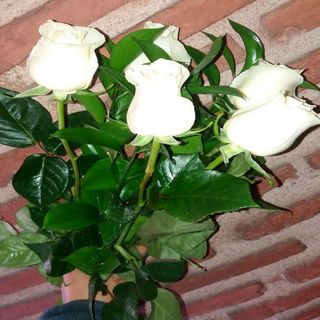 Ramo Rosas Blancas 5 Unidades