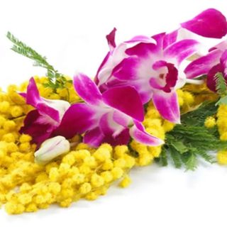 Mimosa with orchid