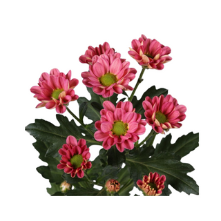  Margarita Cereza Flor Suelta (Nos son ramos/no bouquet)