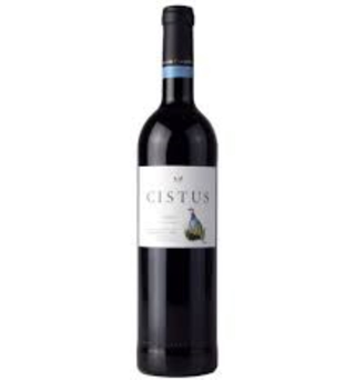 Cistus