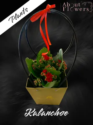 Kalanchoe