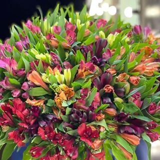 Альстермерія