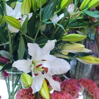 3 szt - lilia biała 