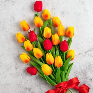 20 pezzi tulipani bicolore