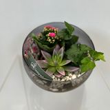 Микс растения в стъклена купи 