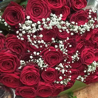 Rose rosse primium