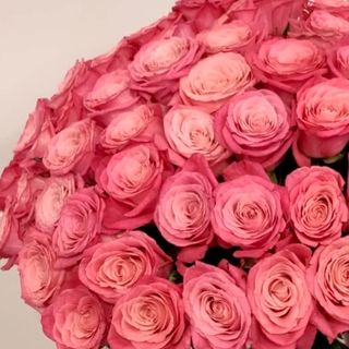 Bukiet z 19 różowych róż z materiałową wstążką 
