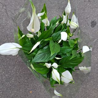 Esperti     Perfilium