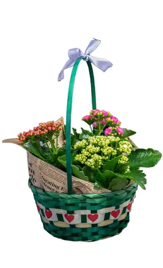 Coș Kalanchoe