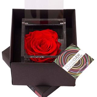 Rosa perfumada mediana roja.