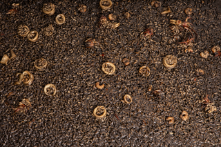 Arroz Negro (Para 2 Personas)