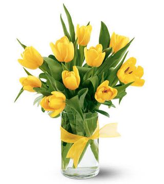 10 Tulipani giallo
