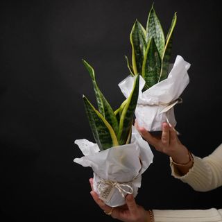 Сансіверія футура