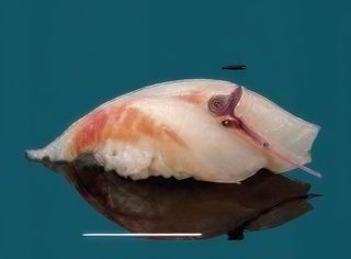 50. Nighiri branzino - 2 pezzi