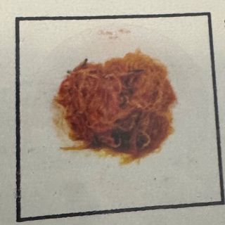 Spaghetti di soia fresca 