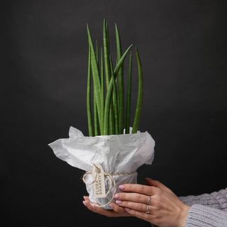 Сансіверія Циліндр