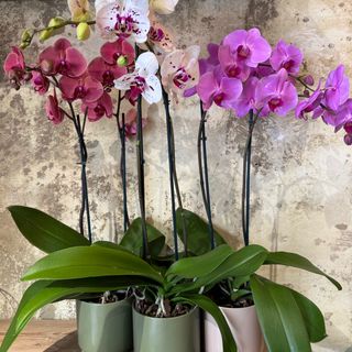 Orchidea colorata con vaso