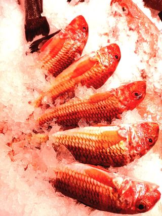 Salmonete Roca