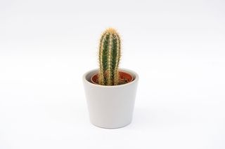 Kaktus (S) mały, w ceramicznej osłońce