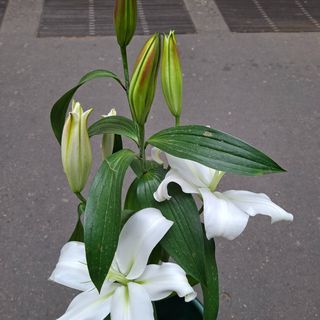 1..   giglio orientale