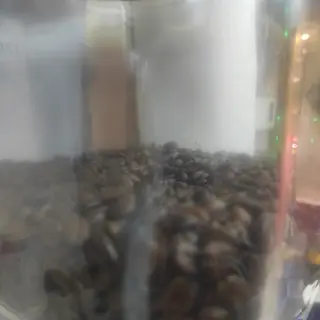 Cortado 