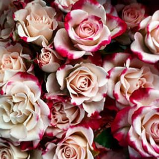 14 Rose altezza media bouquet